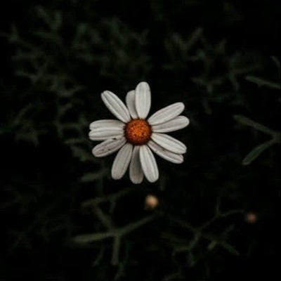 Damla