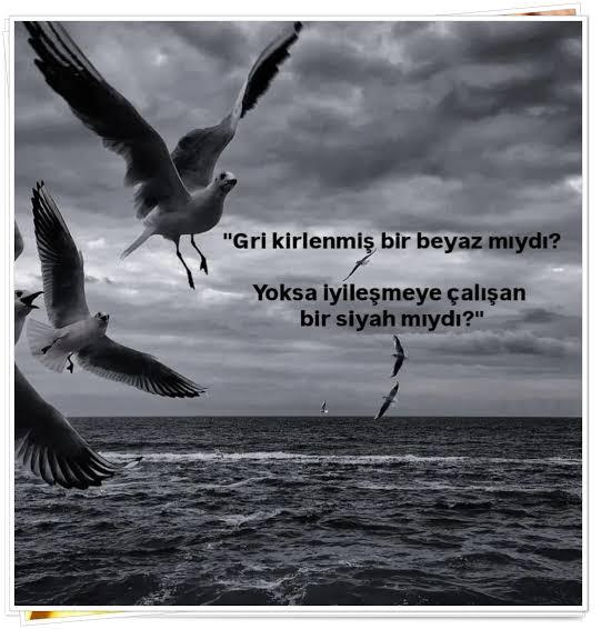 Paylaşılan görsel